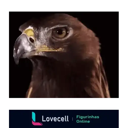 Águias E Outros Aves — 4