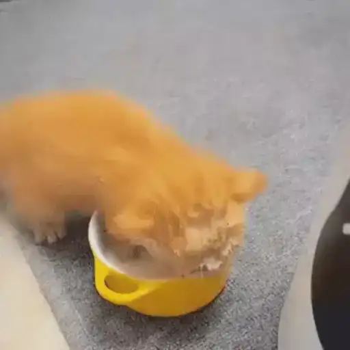 Adventurous Kittens — 3
