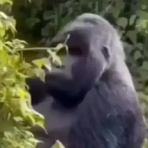 Gorilas Lindos — 3