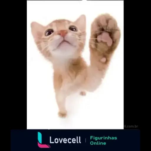Gatos Engraçados — 2