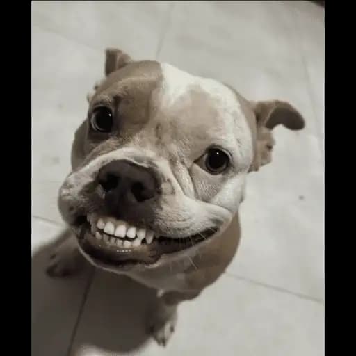Cute Puppies — 1