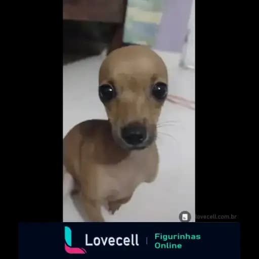 Cachorros Fofos — 1
