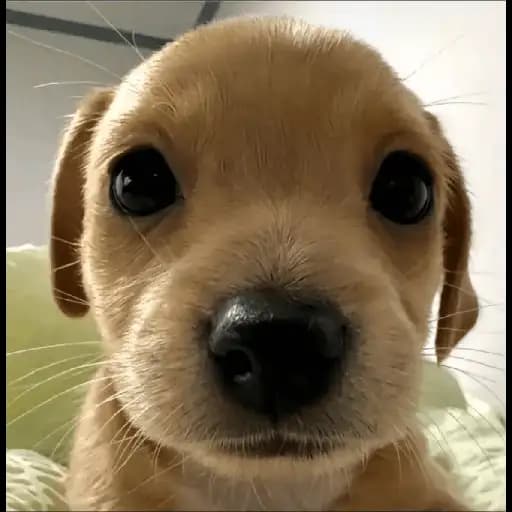 Perritos Tiernos — 1
