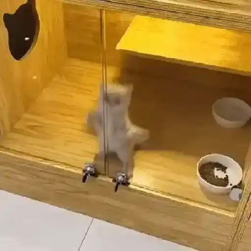 Adventurous Kittens — 4