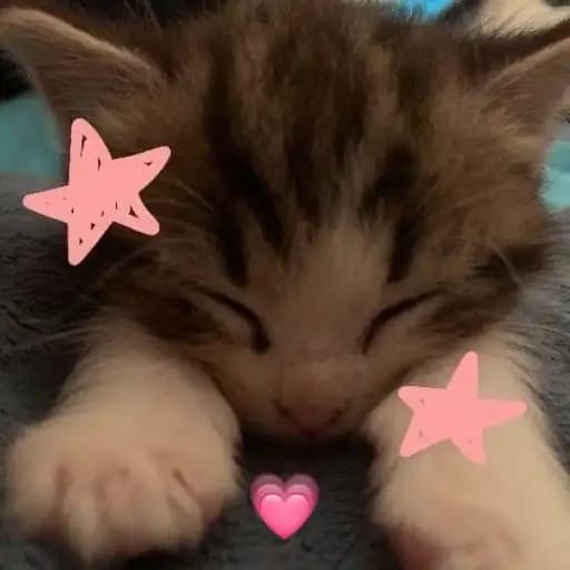 Cute Kittens — 4