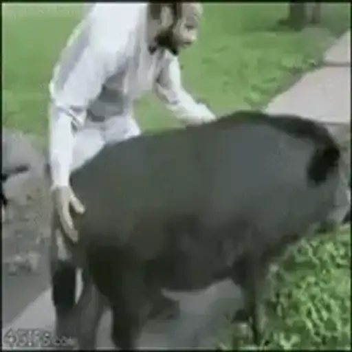 Vacas y Toros — 2