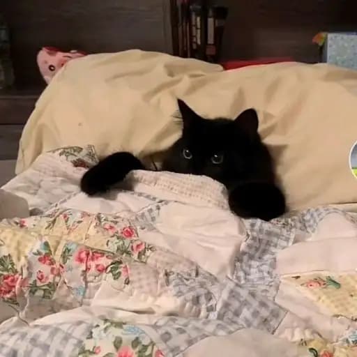Gatinhos Fofos — 2