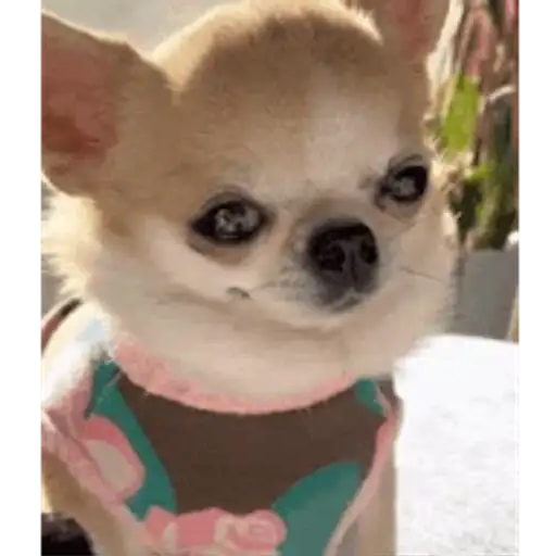 Cachorrinhos Chihuahua Fofos — 3