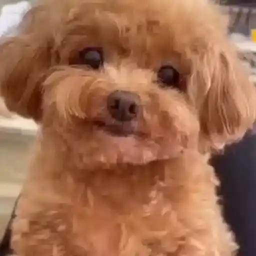 Perritos Tiernos — 2