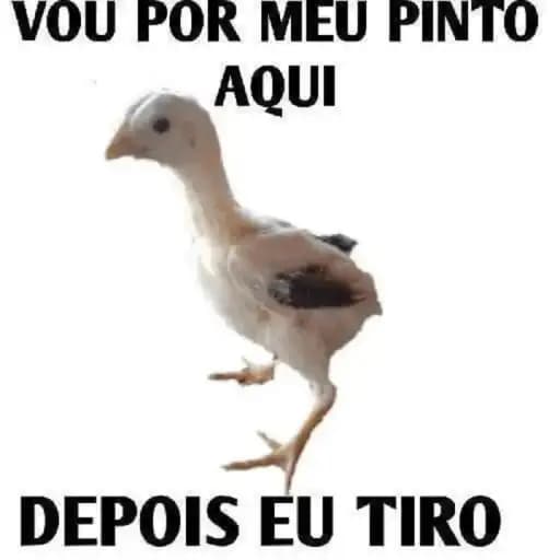 Pinto Engraçado — 4