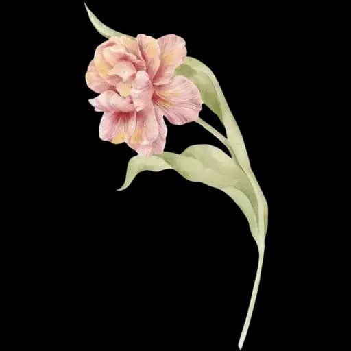 Delicate Flowers — 2