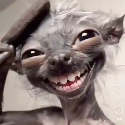 Cachorrinhos Fofos — 1