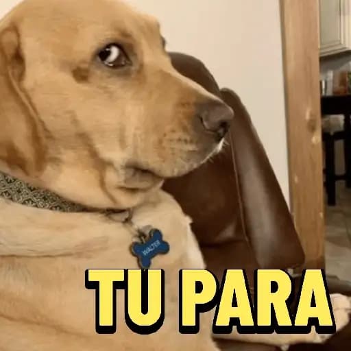 Cachorrinhos Engraçados — 1