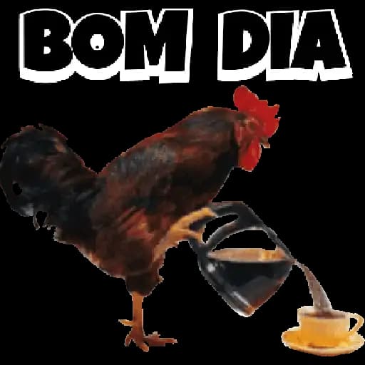 Galos de Bom Dia — 3