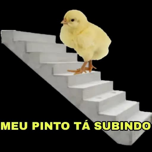 Pinto Engraçado — 1