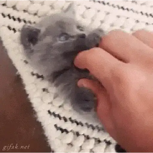 Cute Kittens — 4