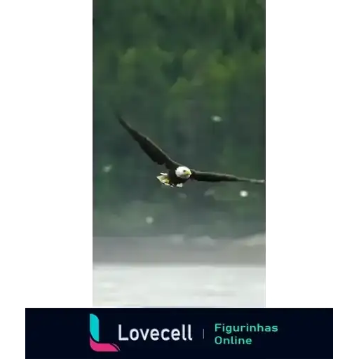 Águias E Outros Aves — 1