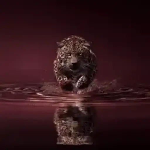 Leões e Onças Desintegrando — 3