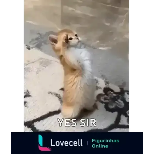Gatos Engraçados — 3