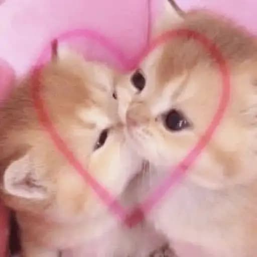 Cute Kittens — 3