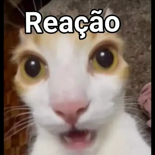 Funny Cats — 1