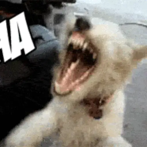 Cachorros Confusos — 4