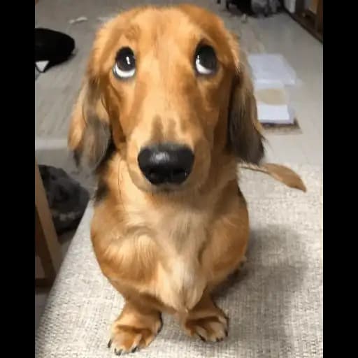 Perritos Tiernos — 4