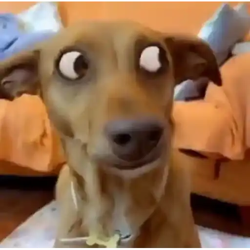 Perritos Tiernos — 4