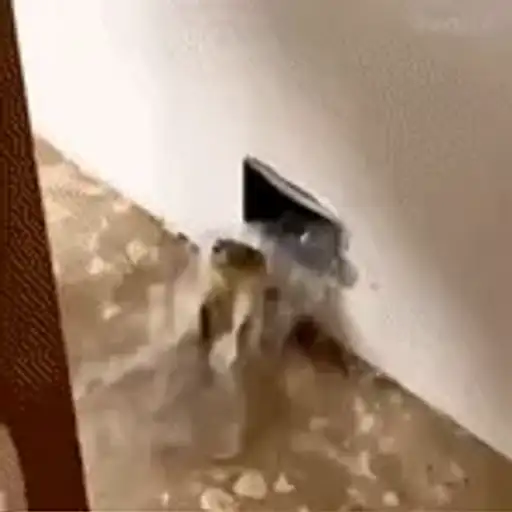 Coleção #125 — 4