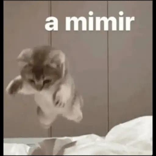 Funny Cats — 1