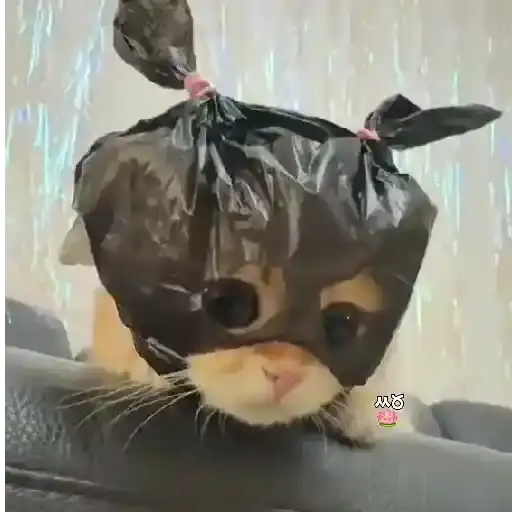 Cats in Disguise — 4