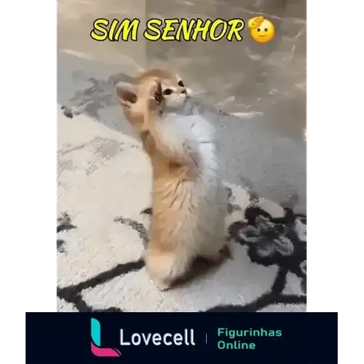 Gatos Divertidos — 3