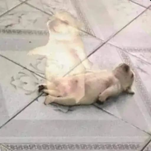 Perritos Tiernos — 4