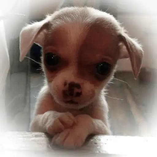 Cachorrinhos Chihuahua Fofos — 2