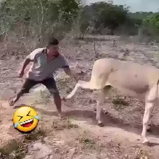 Vacas y Toros — 1