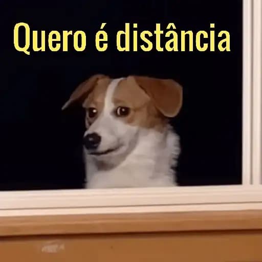 Perros Divertidos — 4