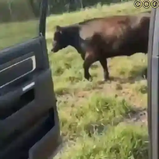 Vacas y Toros — 4