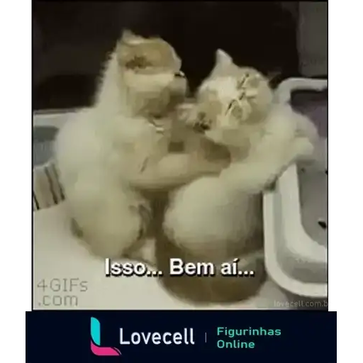 Funny Cats — 2