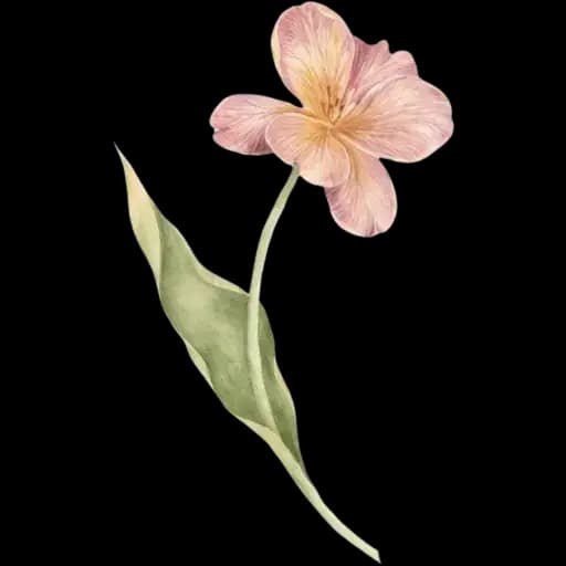 Delicate Flowers — 1