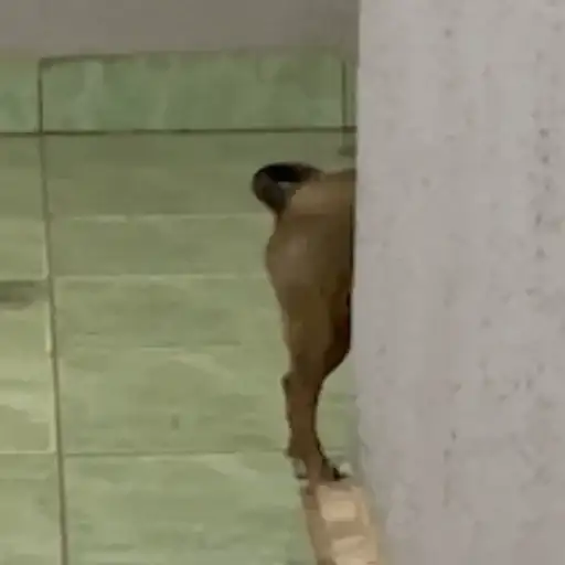 Perritos Tiernos — 2