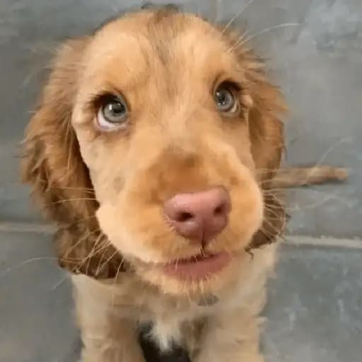 Perritos Tiernos — 4