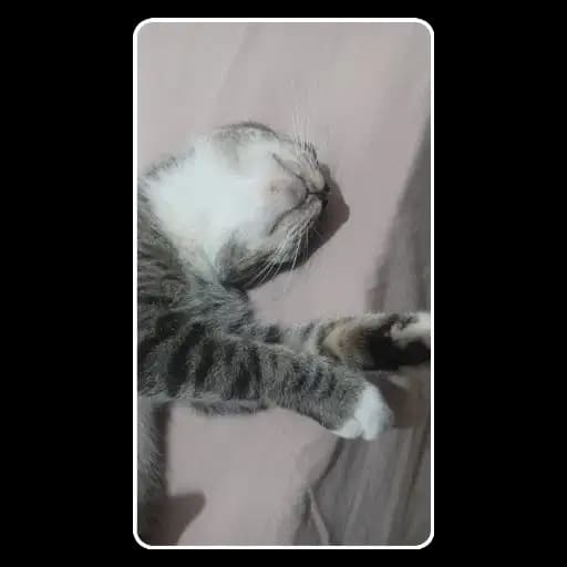 Cute Kittens — 1