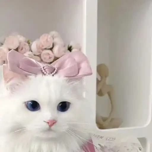 Gatos Rosados Adorables — 2