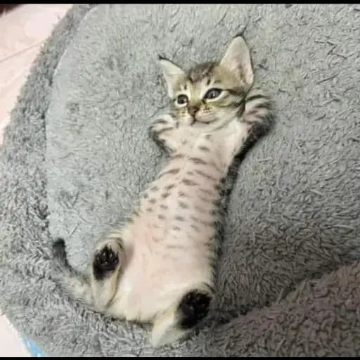 Cute Kittens — 2