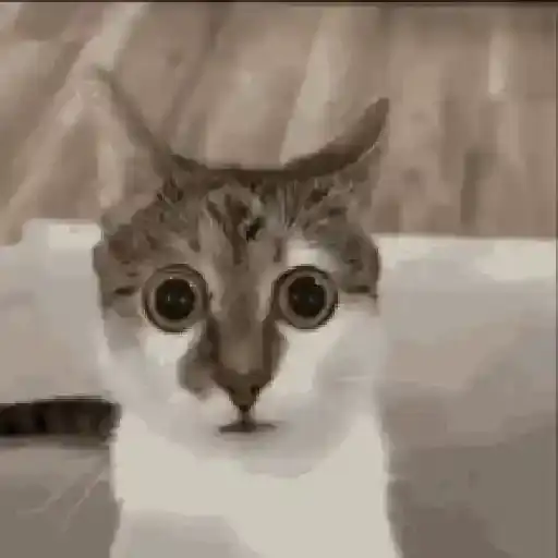 Surprised Cats — 4