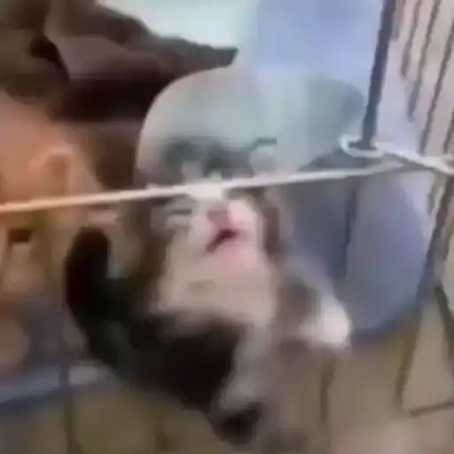 Perritos Tiernos — 4