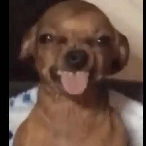 Perritos Tiernos — 1