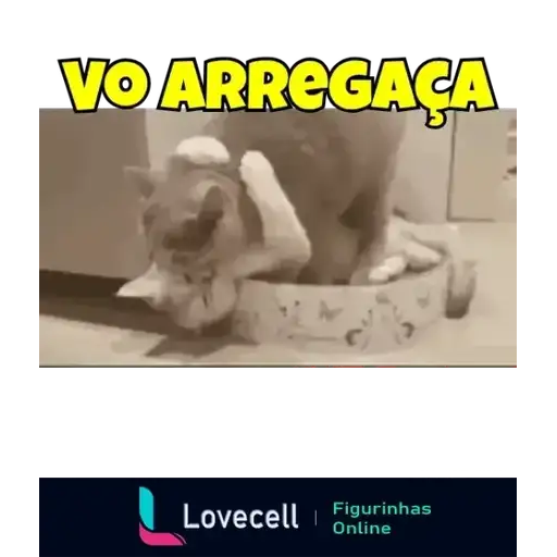 Gatos Engraçados — 1