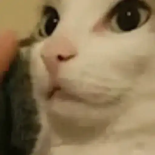 Surprised Cats — 2