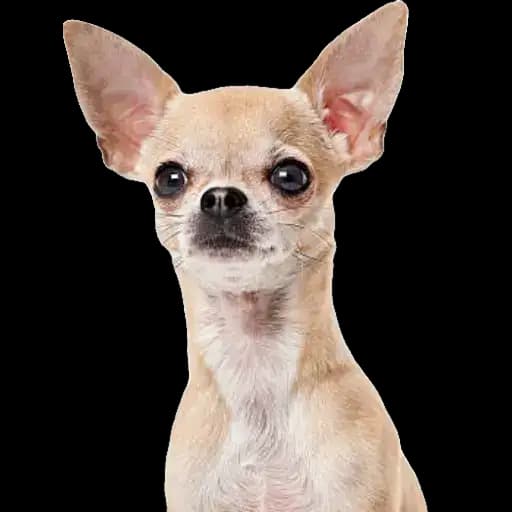 Cachorrinhos Chihuahua Fofos — 4